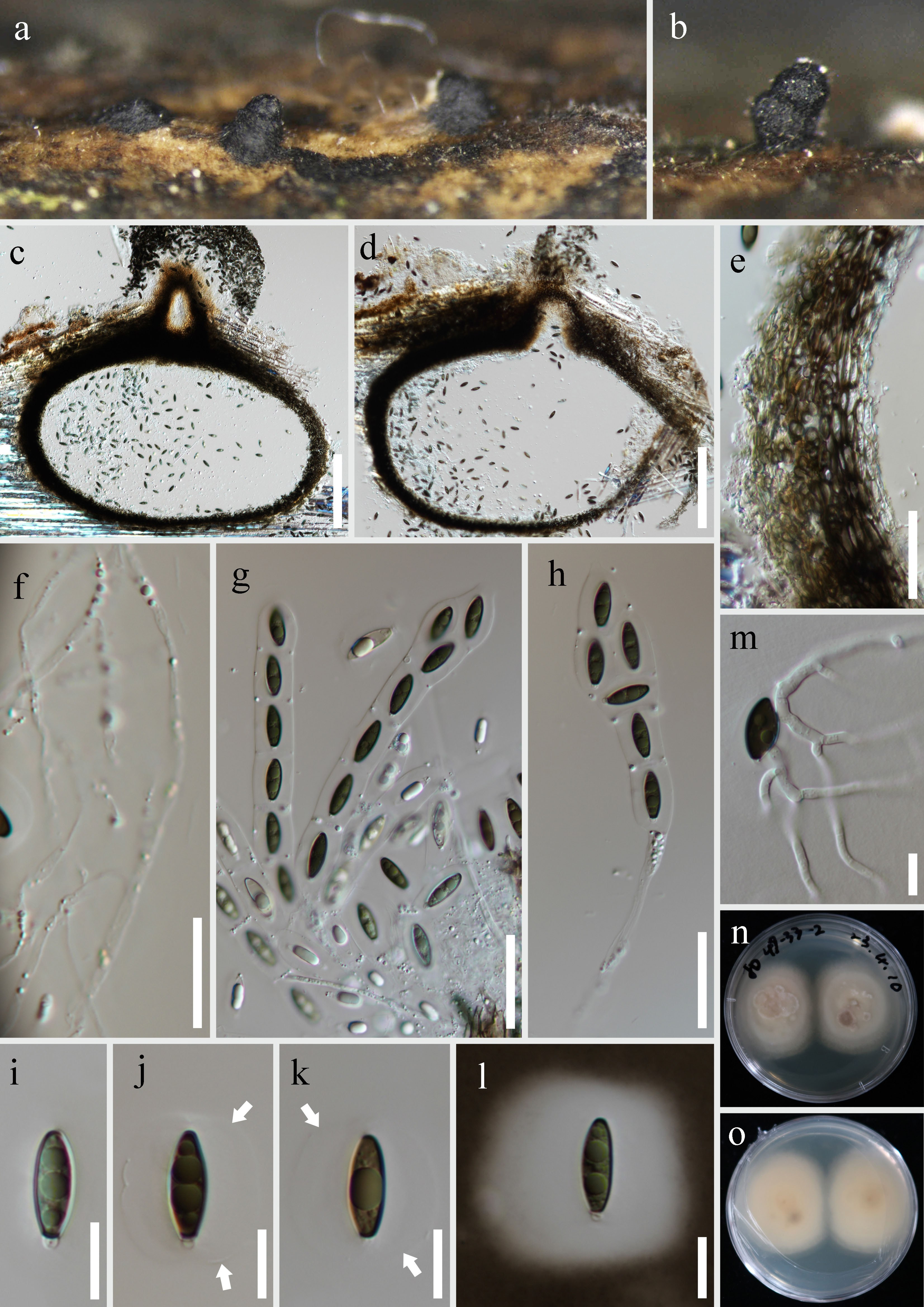 Figure 110